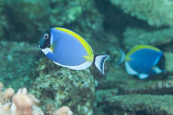 BD-130713-Maldives-0416-Acanthurus-leucosternon.-Bennet.-1833-[Powderblue-surgeonfish.-Vitbröstad-kirurgfisk].jpg